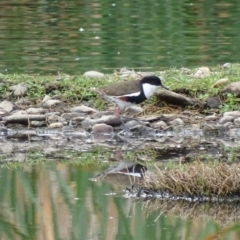 Erythrogonys cinctus (Red-kneed Dotterel) at Fyshwick, ACT - 20 Oct 2017 by roymcd