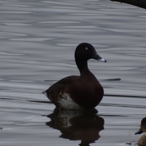 Aythya australis at Fyshwick, ACT - 20 Oct 2017