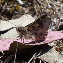 Trapezites phigalioides (Montane Ochre) at Mount Mugga Mugga - 21 Oct 2017 by roymcd