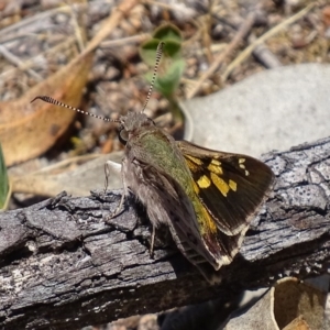 Trapezites phigalioides at Symonston, ACT - 21 Oct 2017 12:21 PM