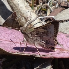 Trapezites phigalioides at Symonston, ACT - 21 Oct 2017 12:21 PM