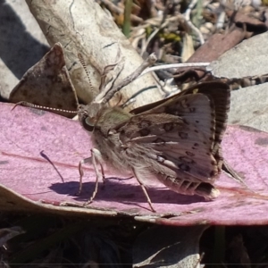 Trapezites phigalioides at Symonston, ACT - 21 Oct 2017