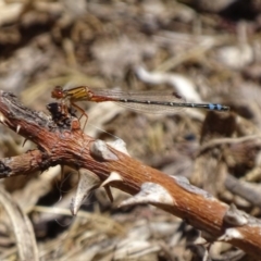 Xanthagrion erythroneurum (Red & Blue Damsel) at Mount Mugga Mugga - 21 Oct 2017 by roymcd