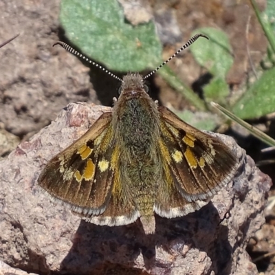 Trapezites phigalia (Heath Ochre) at Symonston, ACT - 21 Oct 2017 by roymcd