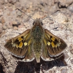 Trapezites phigalia (Heath Ochre) at Mount Mugga Mugga - 21 Oct 2017 by roymcd