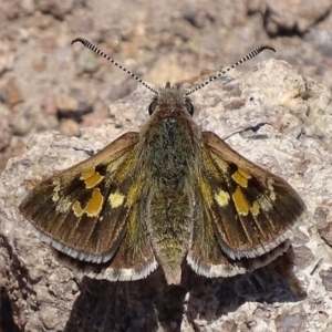 Trapezites phigalia at Symonston, ACT - 21 Oct 2017 12:34 PM