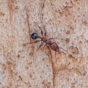 Podomyrma gratiosa at Canberra Central, ACT - 21 Oct 2017 02:04 PM