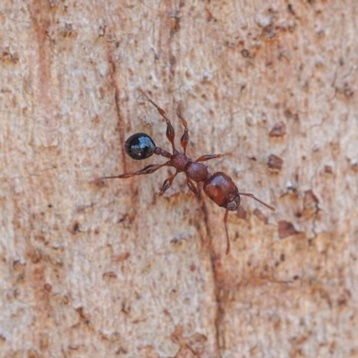 Podomyrma gratiosa (Muscleman tree ant) at Black Mountain - 21 Oct 2017 by David