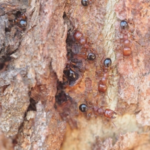 Podomyrma gratiosa at Canberra Central, ACT - 21 Oct 2017