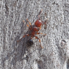 Podomyrma gratiosa at Canberra Central, ACT - 21 Oct 2017