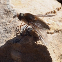 Bombyliidae (family) (Unidentified Bee fly) at Black Mountain - 21 Oct 2017 by David