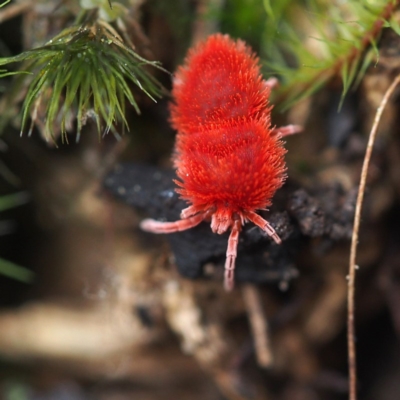 Trombidiidae (family) (Red velvet mite) at Black Mountain - 21 Oct 2017 by David