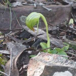 Pterostylis nutans at Canberra Central, ACT - suppressed