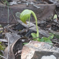 Pterostylis nutans (Nodding Greenhood) at Canberra Central, ACT - 21 Oct 2017 by David