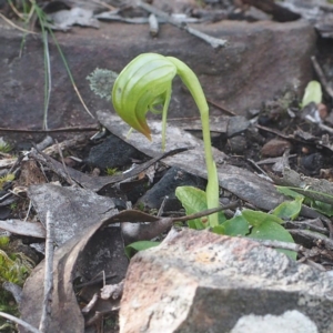 Pterostylis nutans at Canberra Central, ACT - 21 Oct 2017