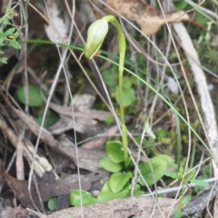 Pterostylis nutans at Canberra Central, ACT - suppressed