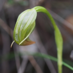 Pterostylis nutans at Canberra Central, ACT - 21 Oct 2017