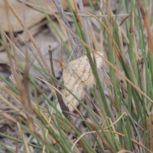 Scopula rubraria at Theodore, ACT - 19 Oct 2017