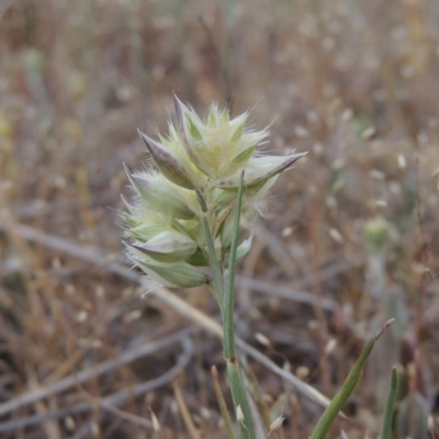 Rytidosperma carphoides (Short Wallaby Grass) at Theodore, ACT - 19 Oct 2017 by MichaelBedingfield