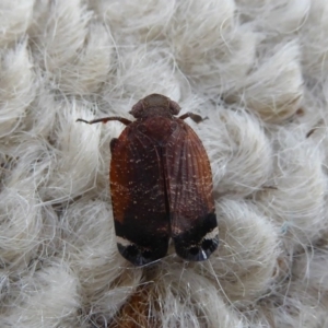 Platybrachys sp. (genus) at Flynn, ACT - 21 Oct 2017