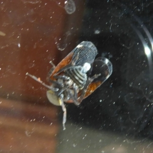 Platybrachys sp. (genus) at Flynn, ACT - 21 Oct 2017 12:00 AM