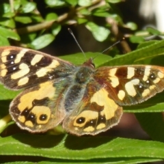 Argynnina cyrila (Forest Brown, Cyril's Brown) at Farringdon, NSW - 21 Oct 2017 by Christine