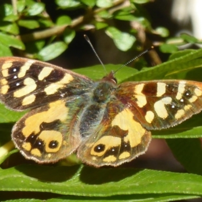 Argynnina cyrila (Forest brown, Cyril's brown) at Farringdon, NSW - 20 Oct 2017 by Christine