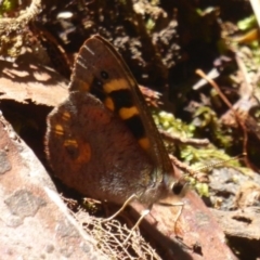 Argynnina cyrila at Farringdon, NSW - 21 Oct 2017