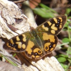 Argynnina cyrila at Farringdon, NSW - 21 Oct 2017