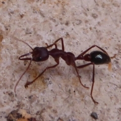 Myrmecia sp. (genus) (Bull ant or Jack Jumper) at Farringdon, NSW - 20 Oct 2017 by Christine