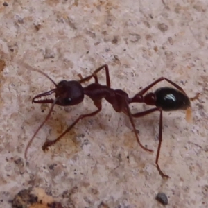 Myrmecia sp. (genus) at Farringdon, NSW - 21 Oct 2017 12:00 AM