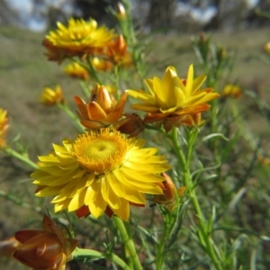 Xerochrysum viscosum at Nicholls, ACT - 21 Oct 2017