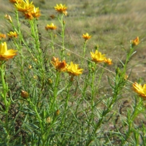 Xerochrysum viscosum at Nicholls, ACT - 21 Oct 2017