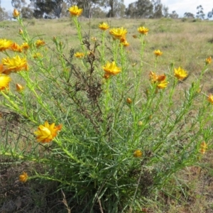 Xerochrysum viscosum at Nicholls, ACT - 21 Oct 2017