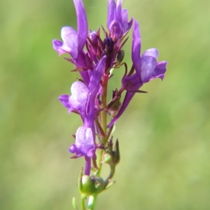 Linaria pelisseriana at Nicholls, ACT - 21 Oct 2017