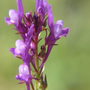 Linaria pelisseriana at Nicholls, ACT - 21 Oct 2017