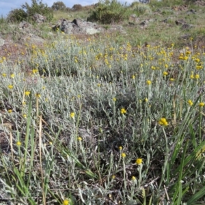 Chrysocephalum apiculatum at Nicholls, ACT - 21 Oct 2017