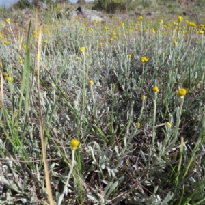 Chrysocephalum apiculatum at Nicholls, ACT - 21 Oct 2017