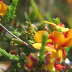 Dillwynia sp. Yetholme (P.C.Jobson 5080) NSW Herbarium at Percival Hill - 22 Oct 2017 by gavinlongmuir