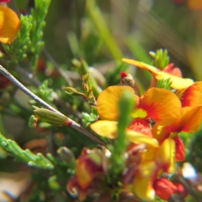 Dillwynia sp. Yetholme (P.C.Jobson 5080) NSW Herbarium at Nicholls, ACT - 22 Oct 2017 by gavinlongmuir