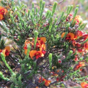 Dillwynia sp. Yetholme (P.C.Jobson 5080) NSW Herbarium at Nicholls, ACT - 22 Oct 2017 04:13 PM