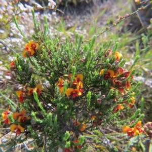 Dillwynia sp. Yetholme (P.C.Jobson 5080) NSW Herbarium at Nicholls, ACT - 22 Oct 2017 04:13 PM