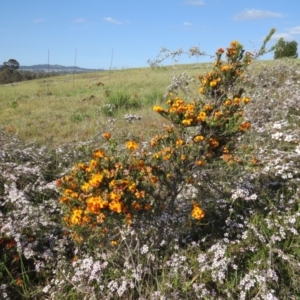 Dillwynia sp. Yetholme (P.C.Jobson 5080) NSW Herbarium at Crace, ACT - 22 Oct 2017 04:20 PM