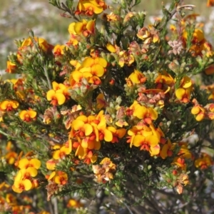 Dillwynia sp. Yetholme (P.C.Jobson 5080) NSW Herbarium at Crace, ACT - 22 Oct 2017 04:20 PM