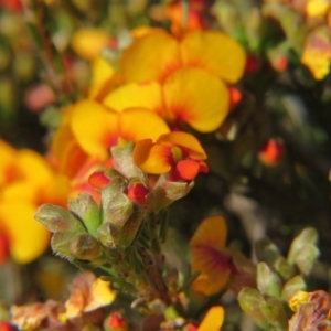 Dillwynia sp. Yetholme (P.C.Jobson 5080) NSW Herbarium at Crace, ACT - 22 Oct 2017