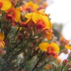 Dillwynia sp. Yetholme (P.C.Jobson 5080) NSW Herbarium at Crace, ACT - 22 Oct 2017 04:20 PM