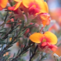 Dillwynia sp. Yetholme (P.C.Jobson 5080) NSW Herbarium at Crace, ACT - 22 Oct 2017