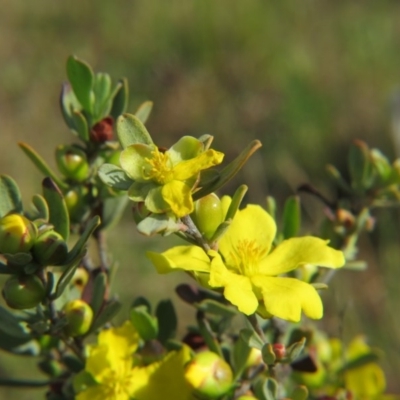 Hibbertia obtusifolia (Grey Guinea-flower) at Percival Hill - 21 Oct 2017 by gavinlongmuir