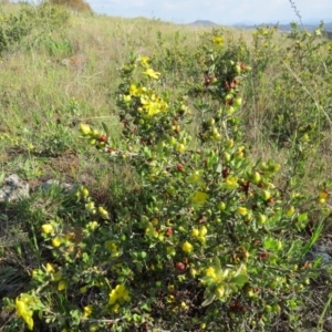 Hibbertia obtusifolia at Crace, ACT - 21 Oct 2017