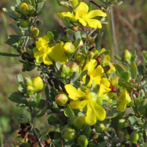 Hibbertia obtusifolia at Crace, ACT - 21 Oct 2017